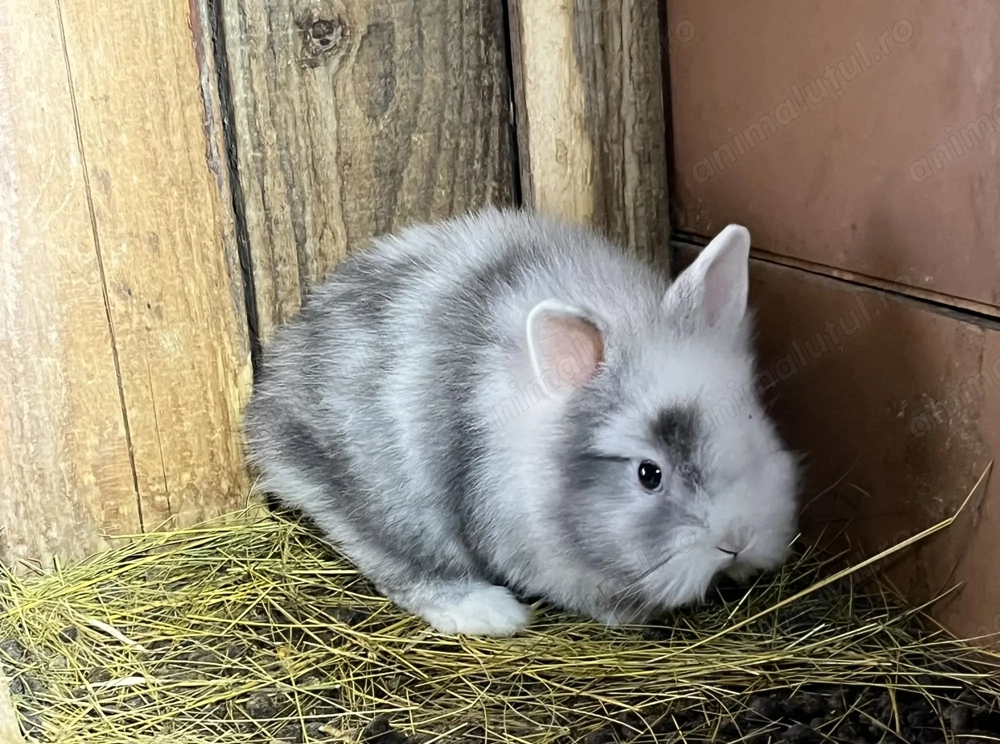 Iepuraș cap de leu pitic 