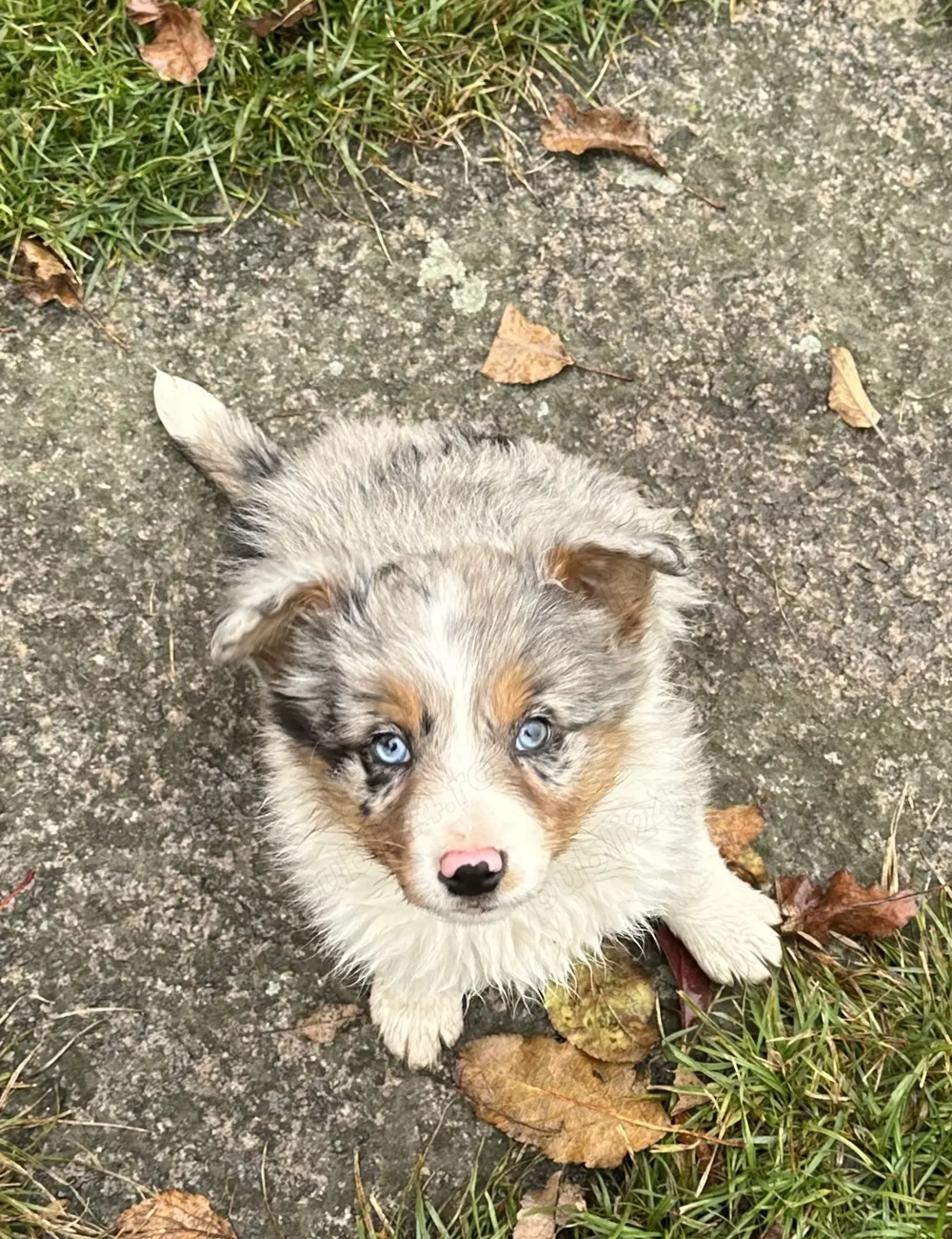 Border Collie Blue Merle Tricolor