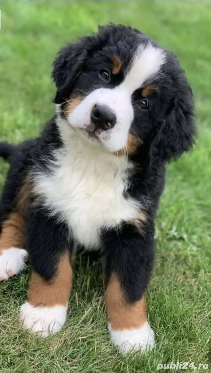 Ciobănesc de Berna Fetiță