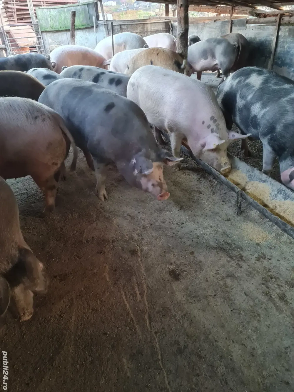 Vând porcii de casă 