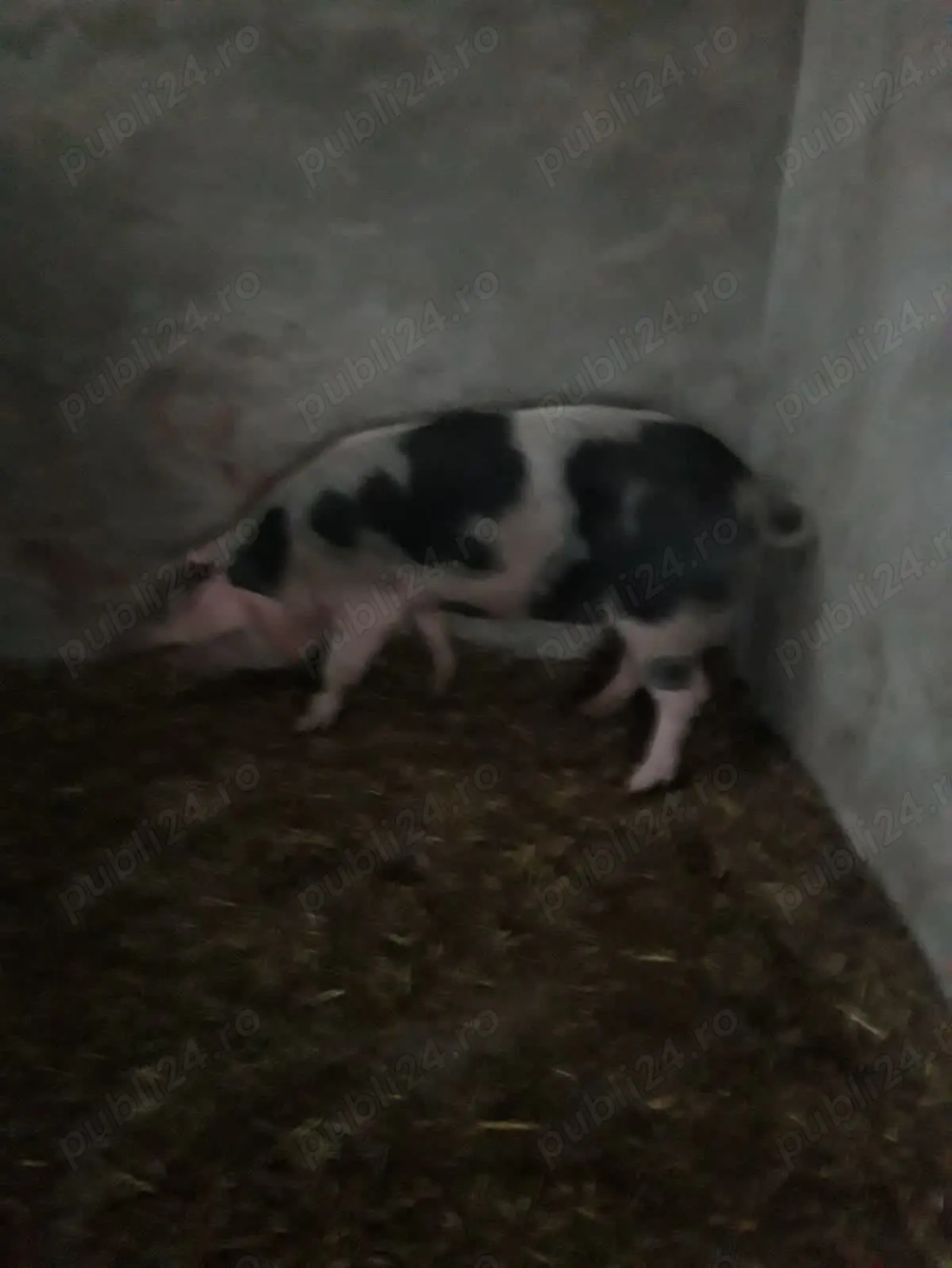 Vând porc, rasă de carne