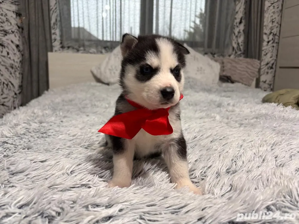 Caței Husky Siberian