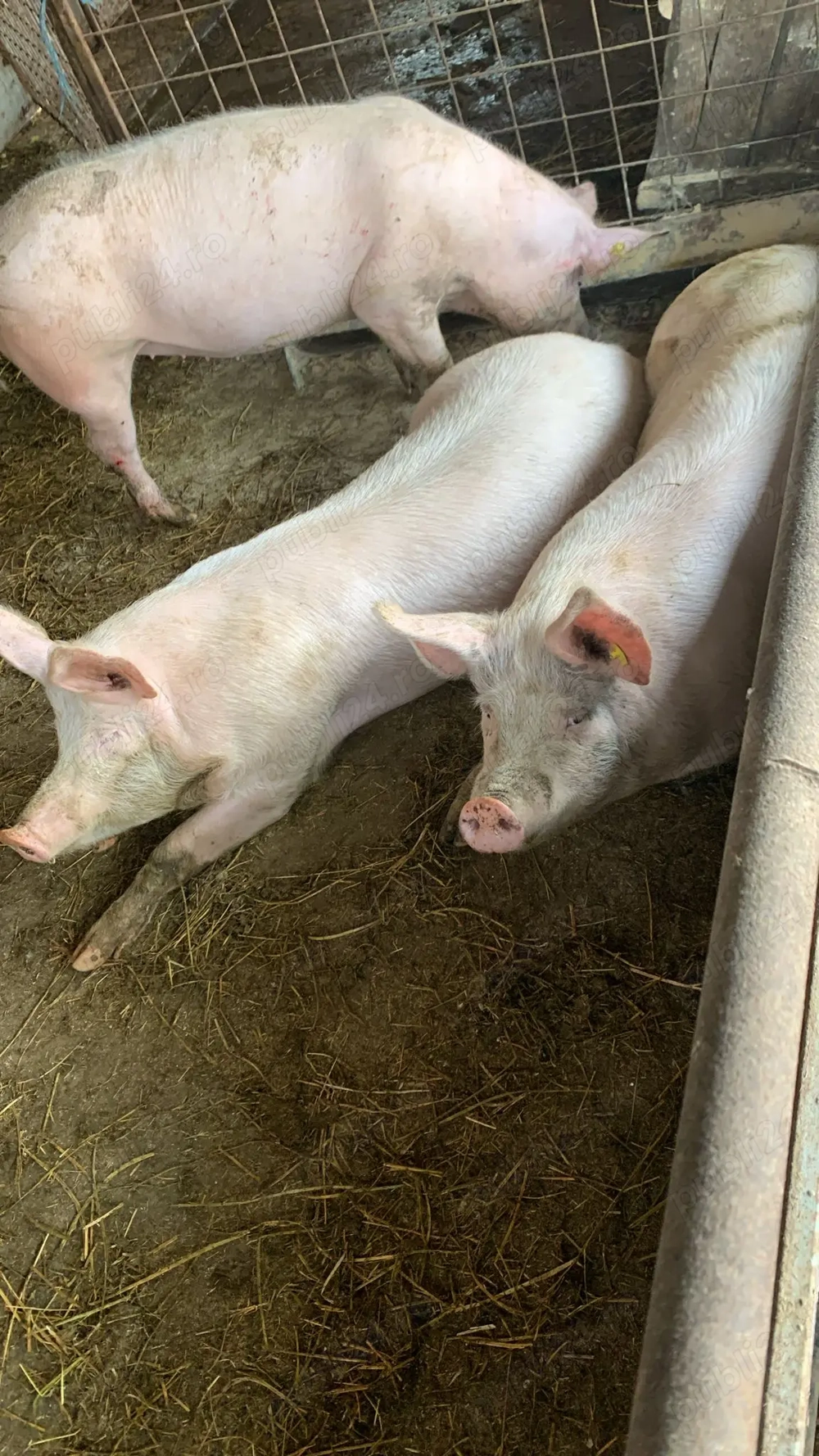 Vând porc marele alb 