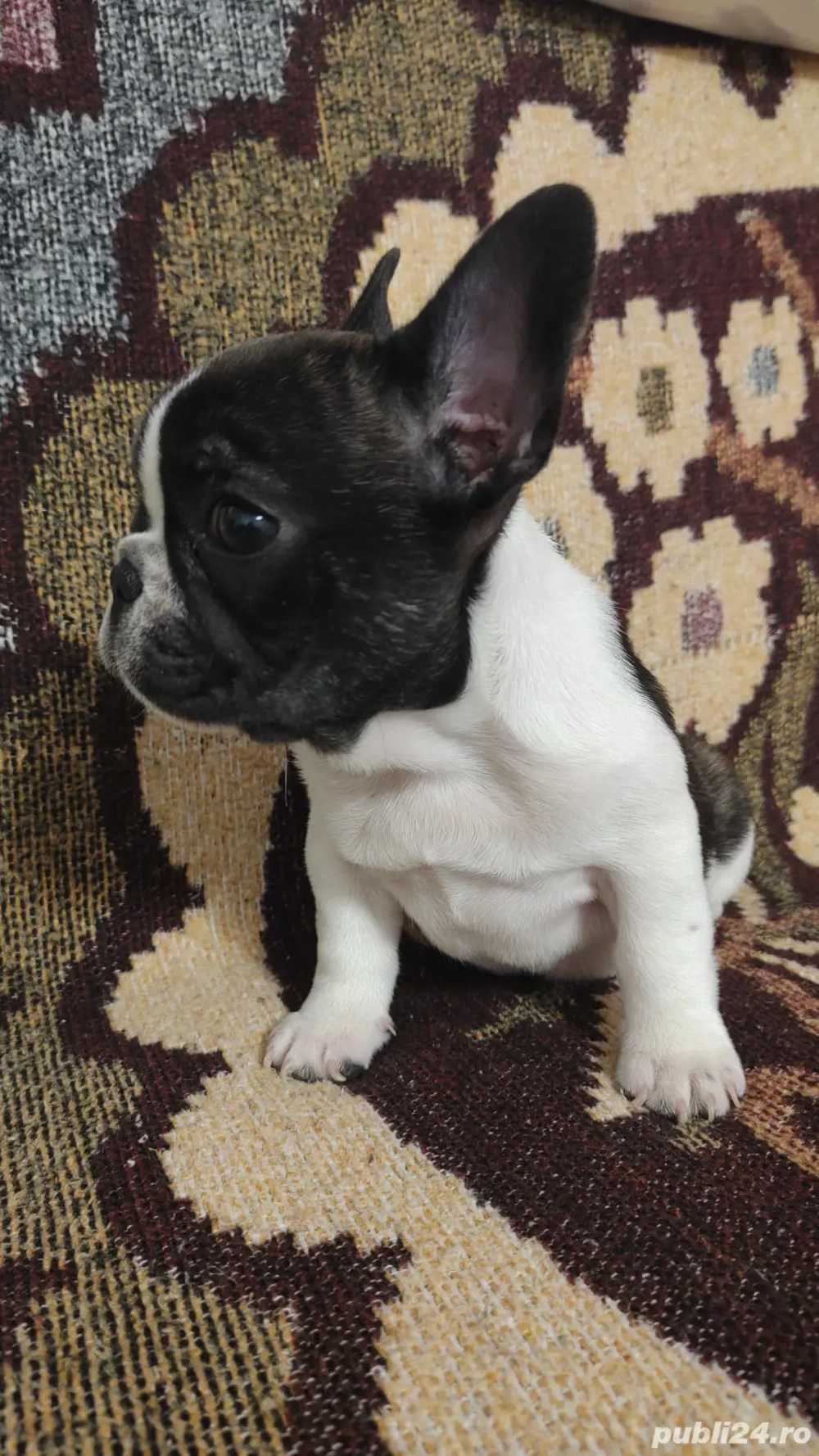 Bulldog francez 11 saptamani