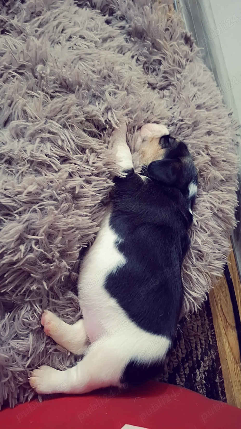 Disponibil 3 cățelușe rasa Beagle Tricolor 