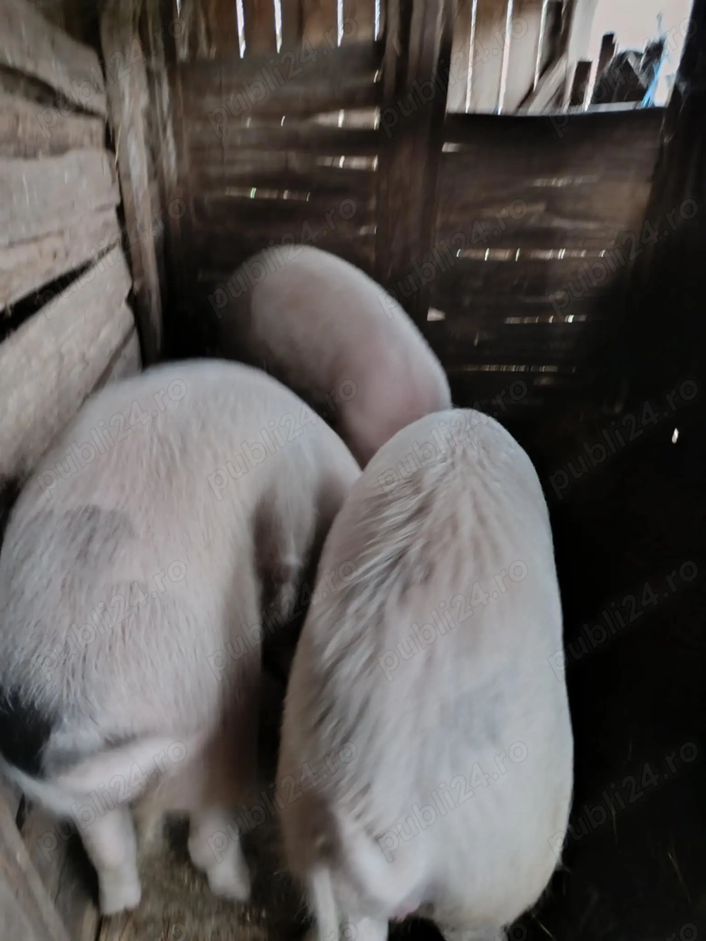 Porci de vânzare 13 lei kg