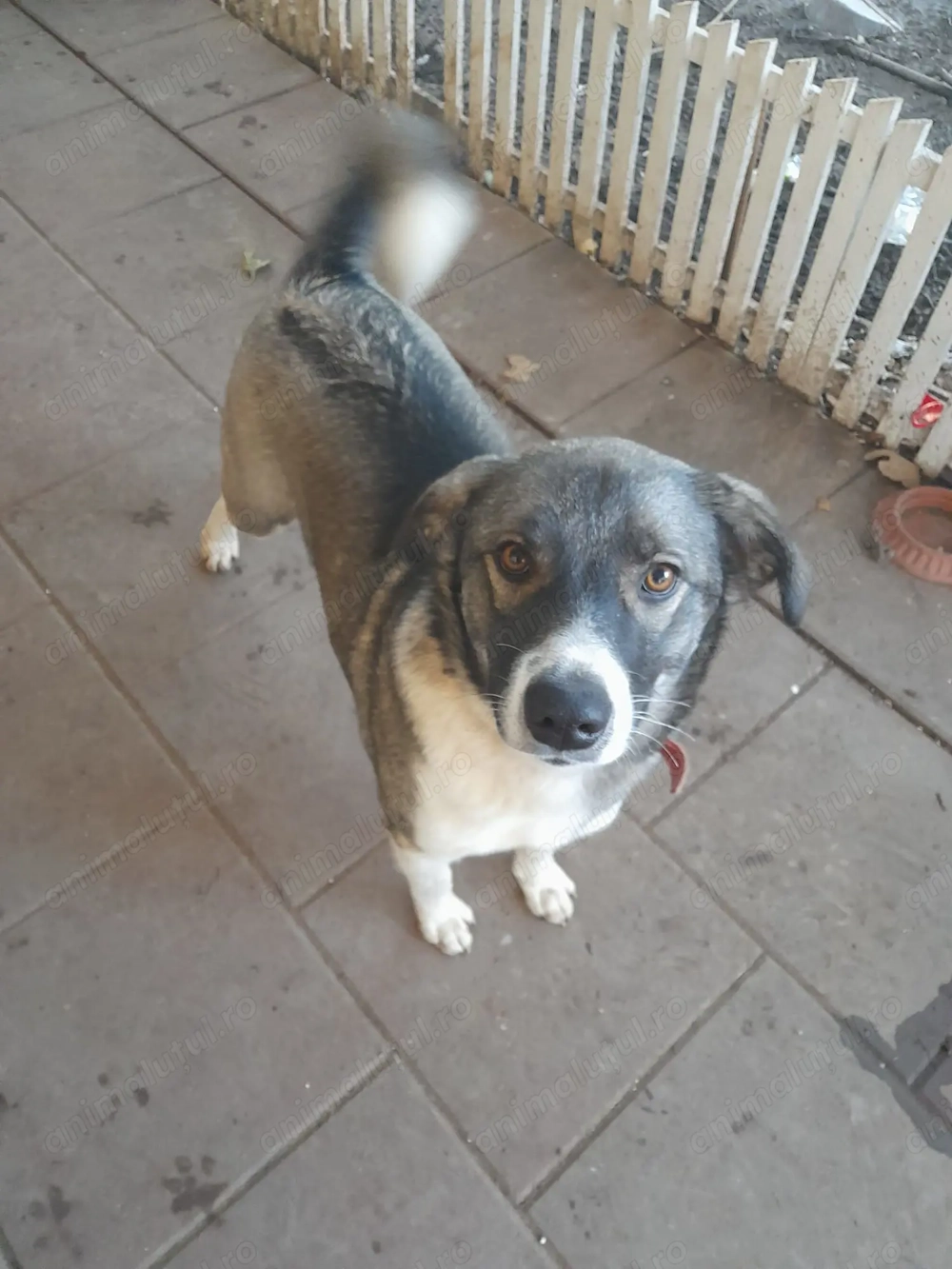 O minune pentru Magnolia!