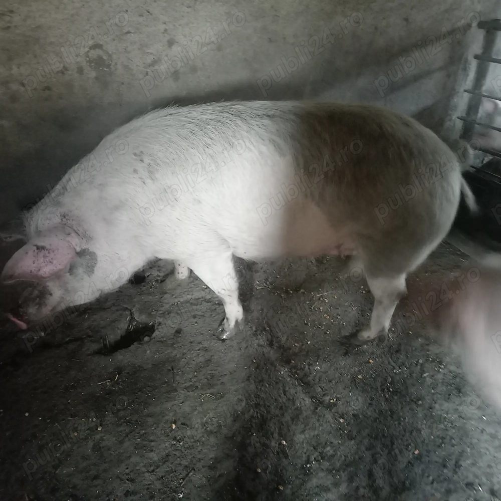 Vand o scrofita 12 ron