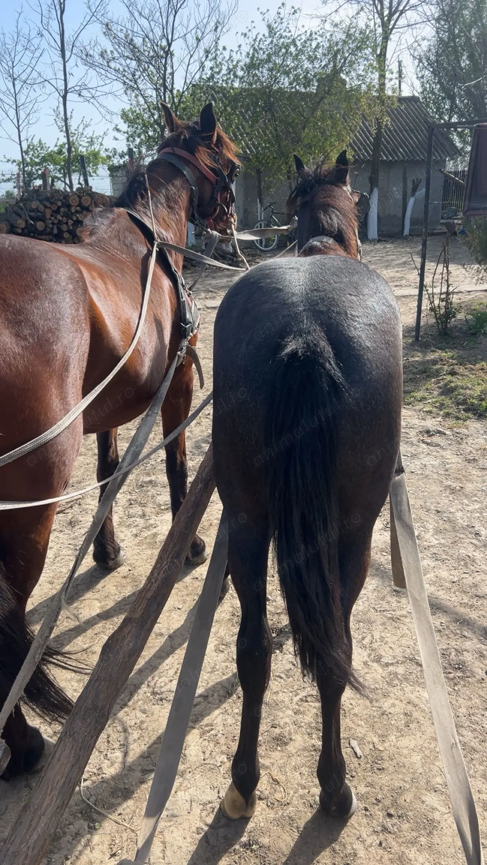 Vand noatina de un an si 5 luni