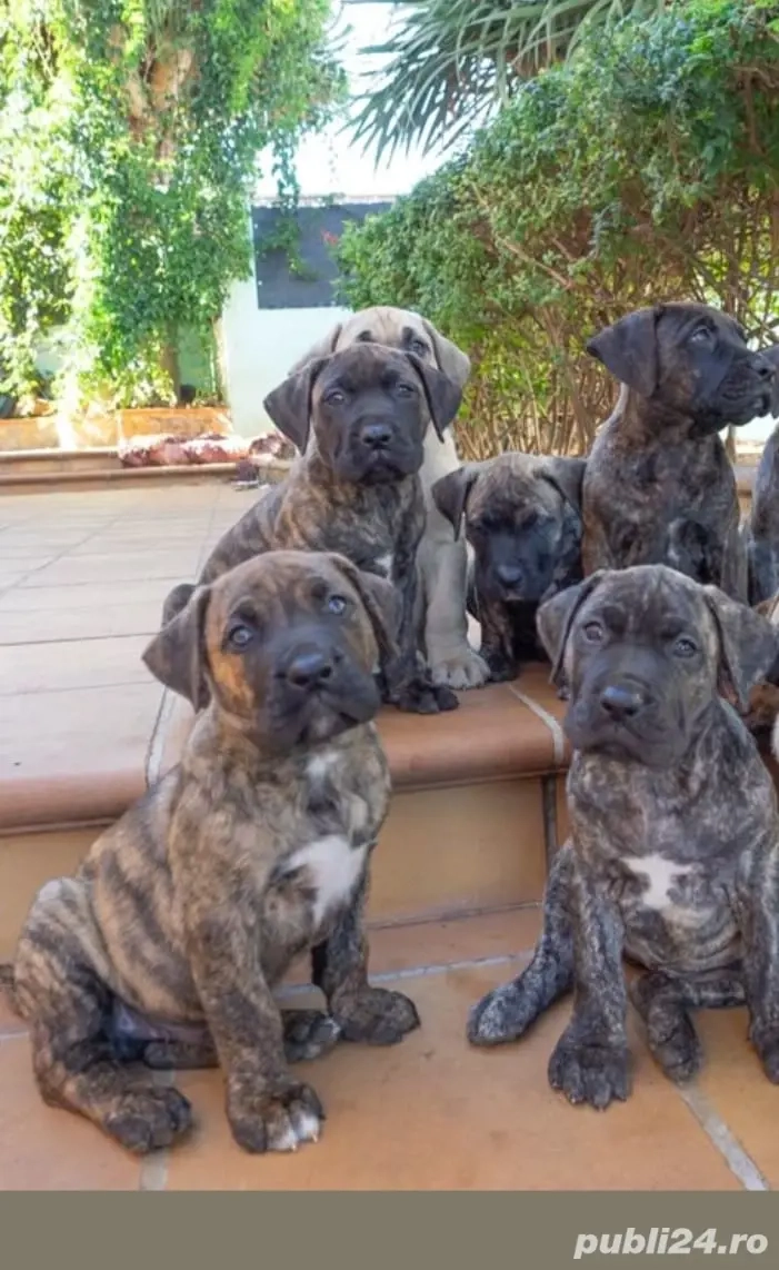 Presa Canario fete și băieți 