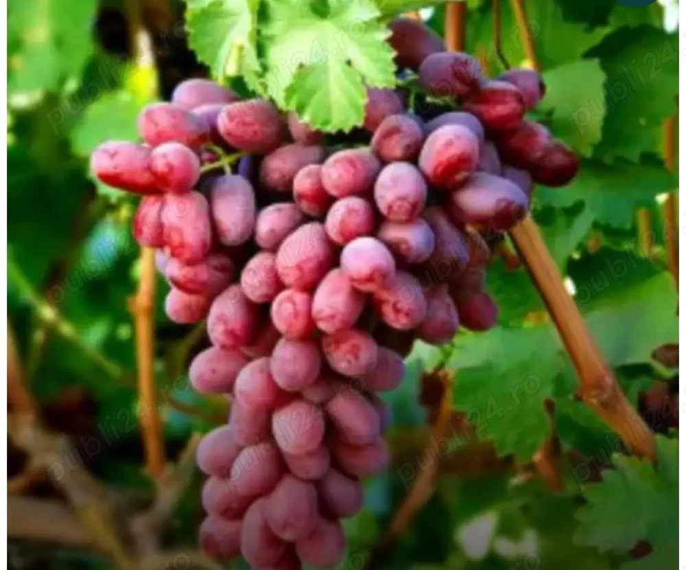 Vând butasi viat de vie altoita