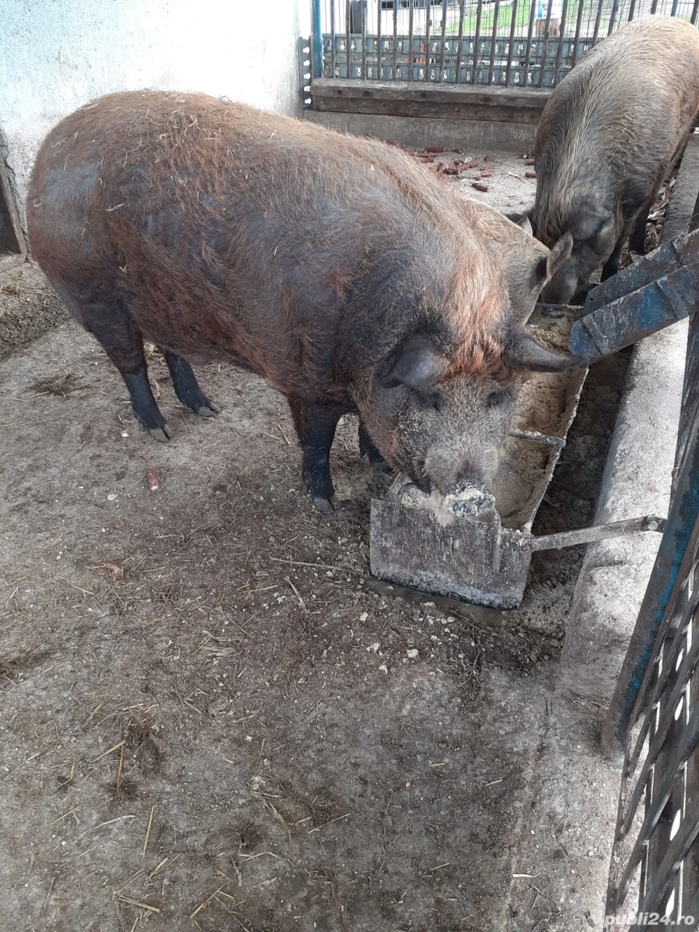 Vand porci mangalita