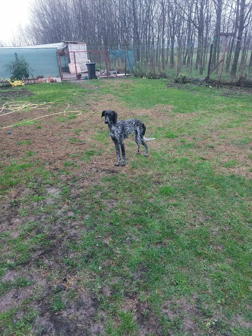 Vând câine ogar cu prepelicar 