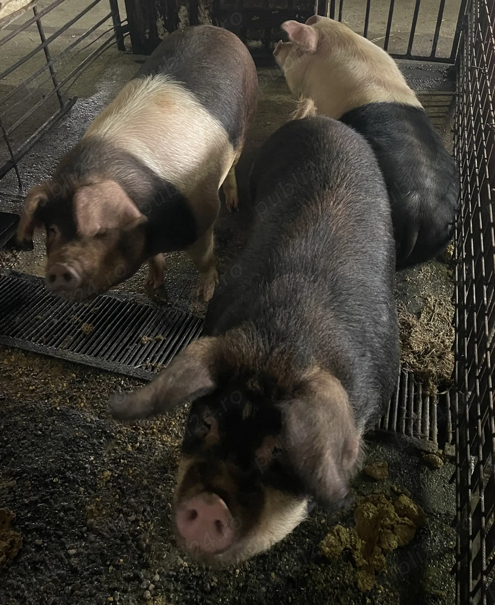 Porci de vânzare 