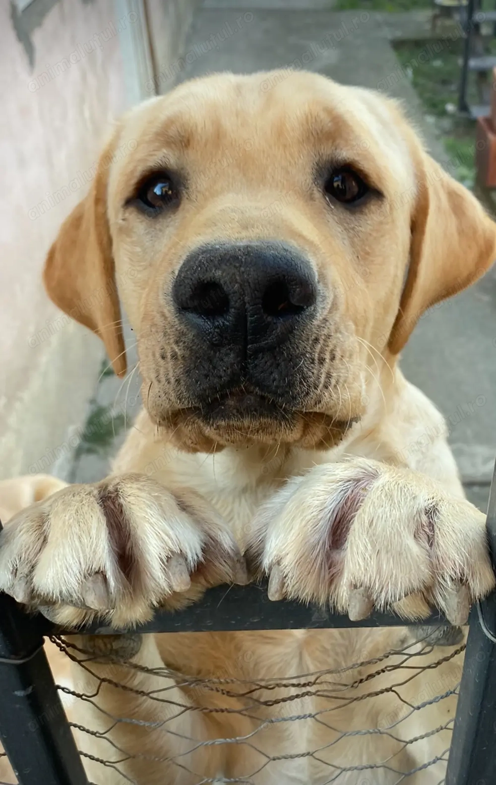 Donez 2 masculi Labrador 