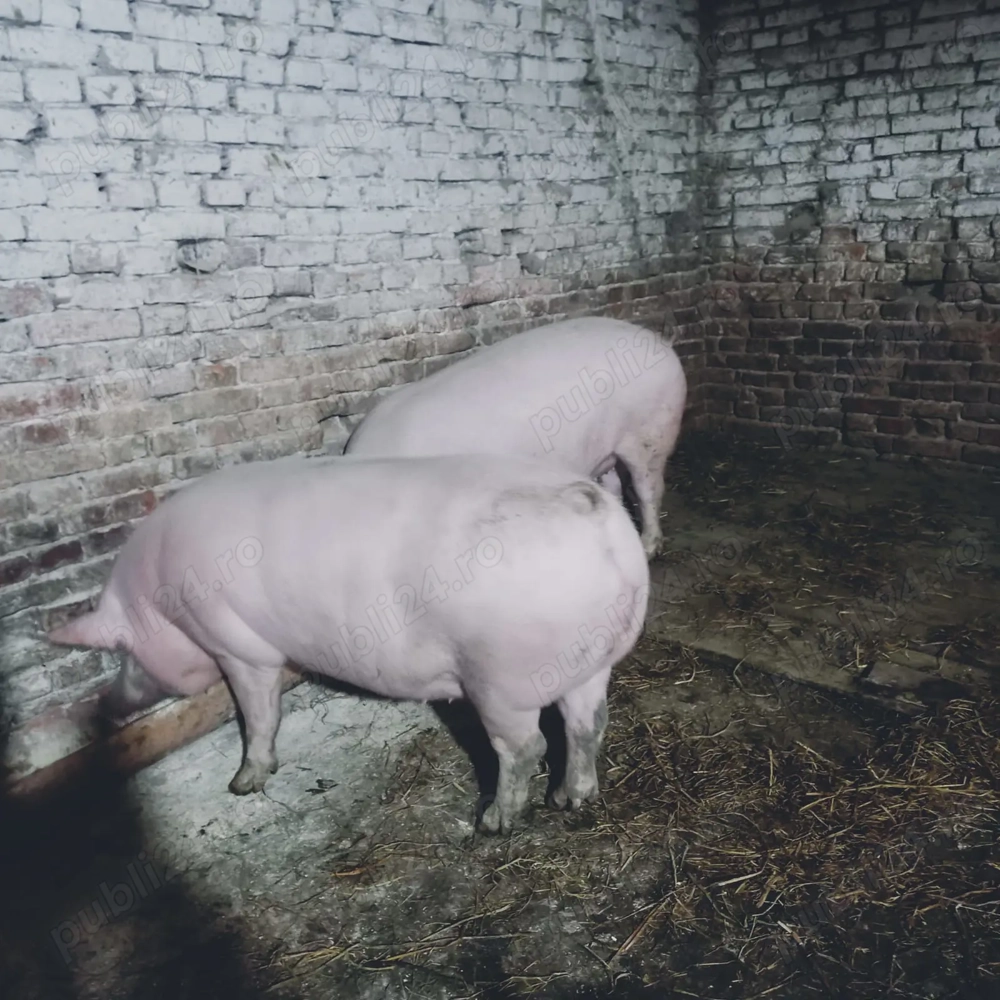 Porci de carne rasa Pic