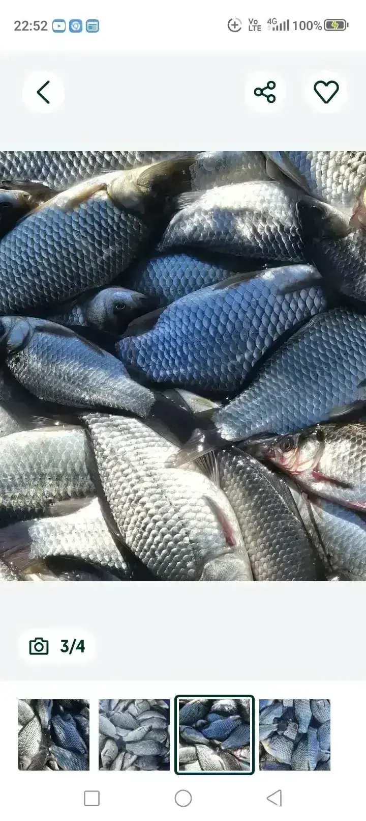 vind caras sanatos si viguros de talie mare mai multe detali la telefon sau toboliu nr     