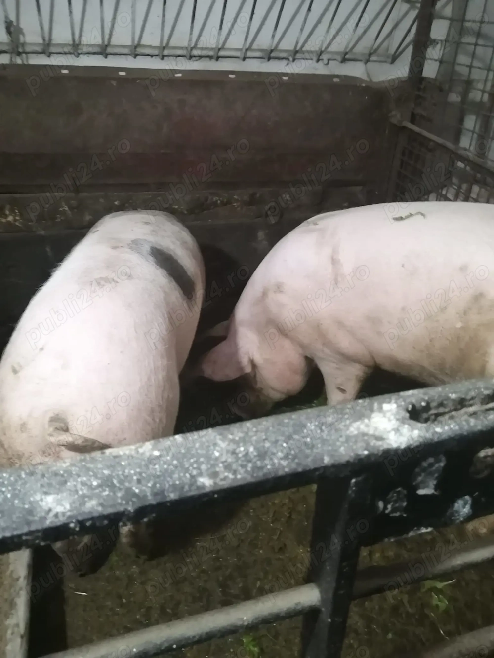 Vând doi porci pentru sacrificare 
