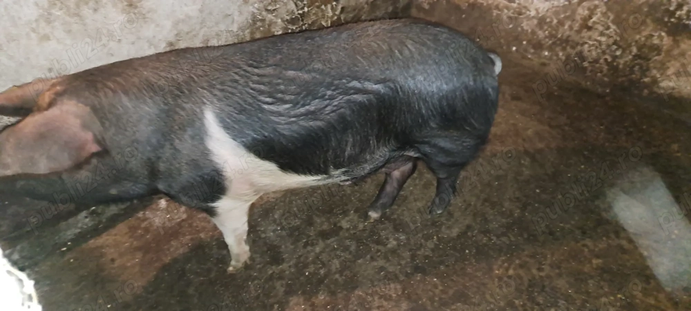Porci de vanzare .   .