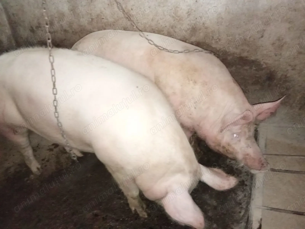 Porci pentru Crăciun 