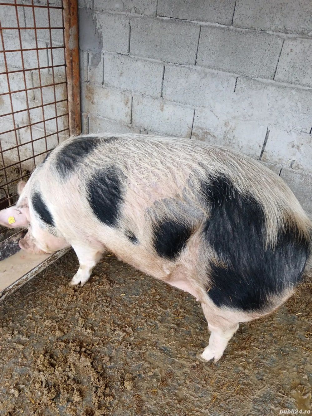 De vânzare preț  ușor negociabil peste 280kg 