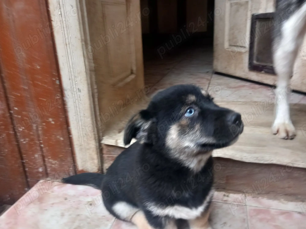 Caut familii iubitoare de animale