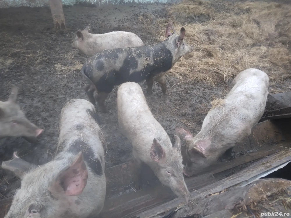 porci crescut natural 60.80 kg