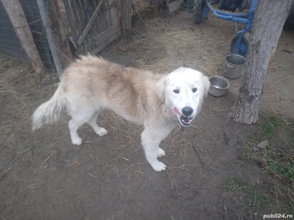 puffeta incocio sanbernardo .uscki