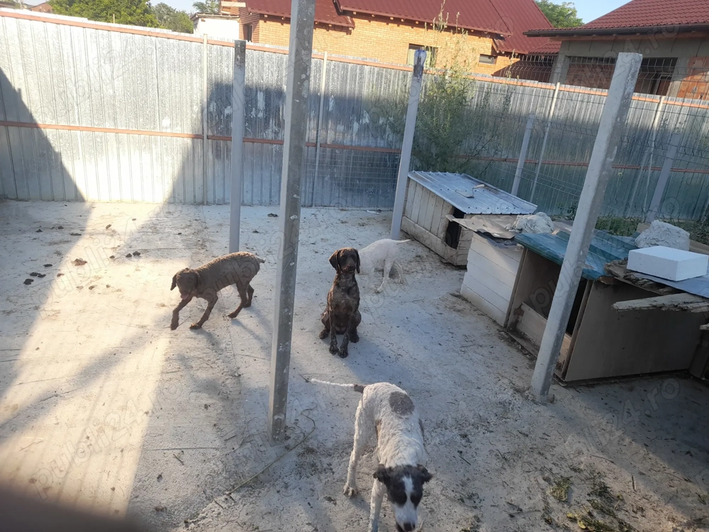 Catei lagotto  cu pedigree 