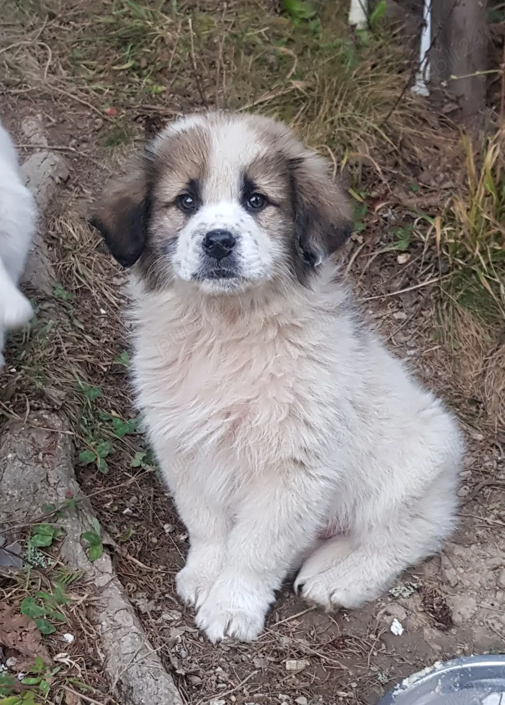 Catel metis ciobanesc spre adoptie