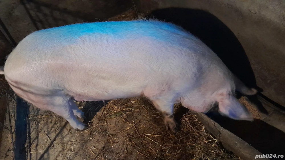 Disponibil peste 200kg 