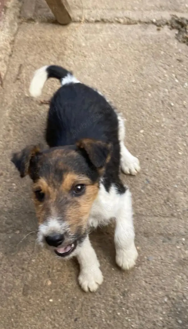 Ne căutăm o nouă locuință