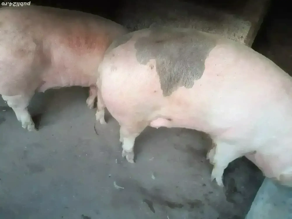 Porci crescuți în gospodărie 