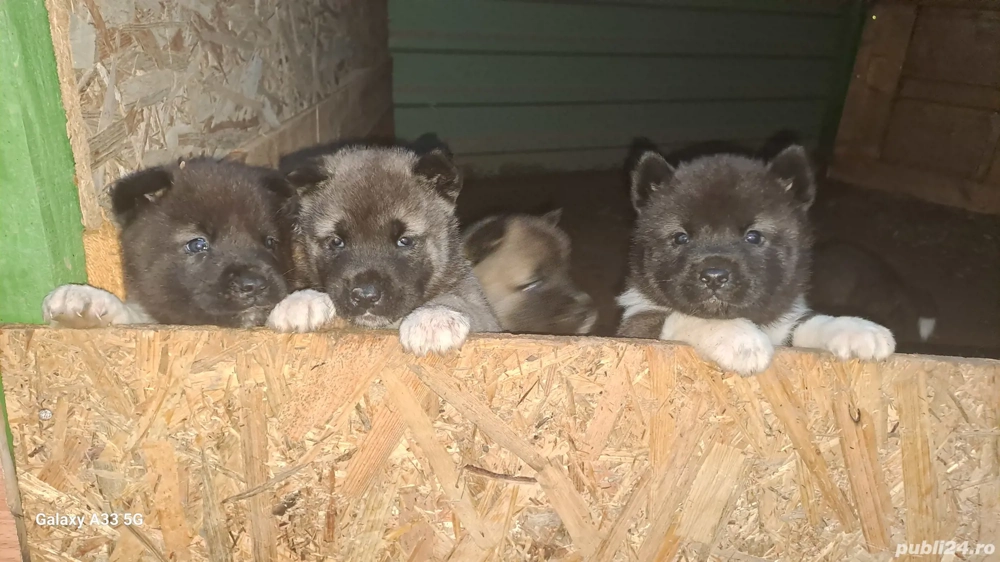 american akita cu pedigree