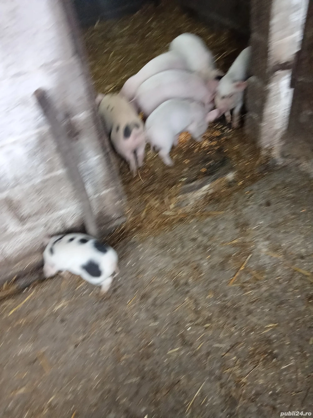 Vând purceii, preț 300 de lei bucata.