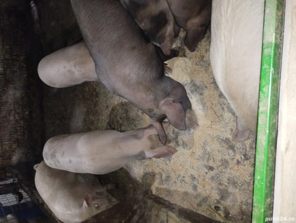 vând scroafe cu purcei 