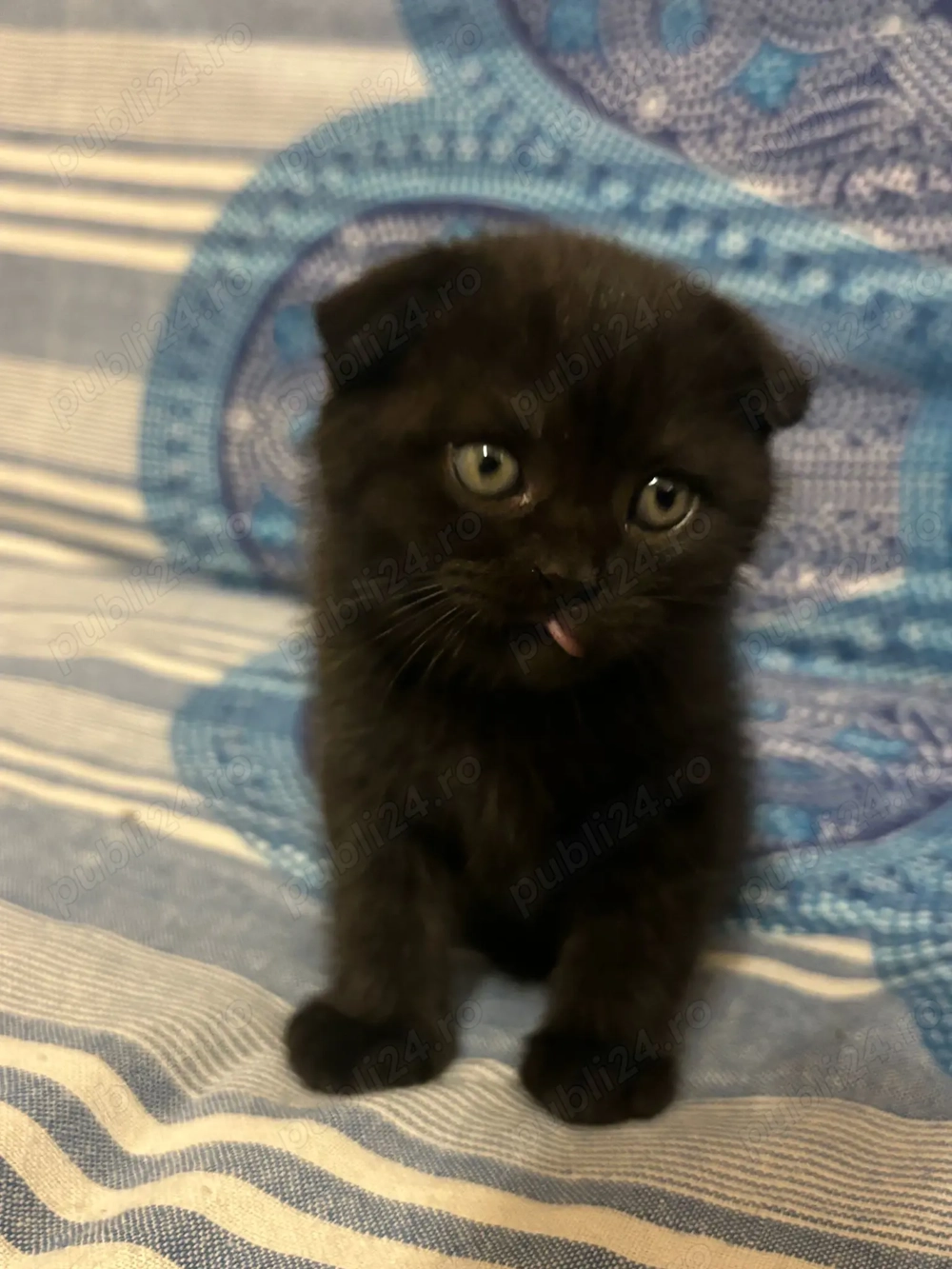 Scottish Fold pretios
