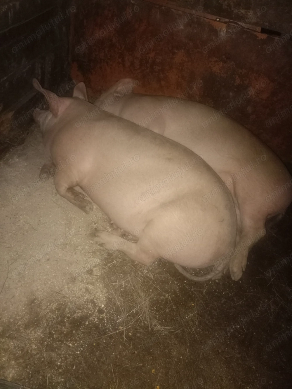 Vând 2 porci pentru mai multe detalii in privat 