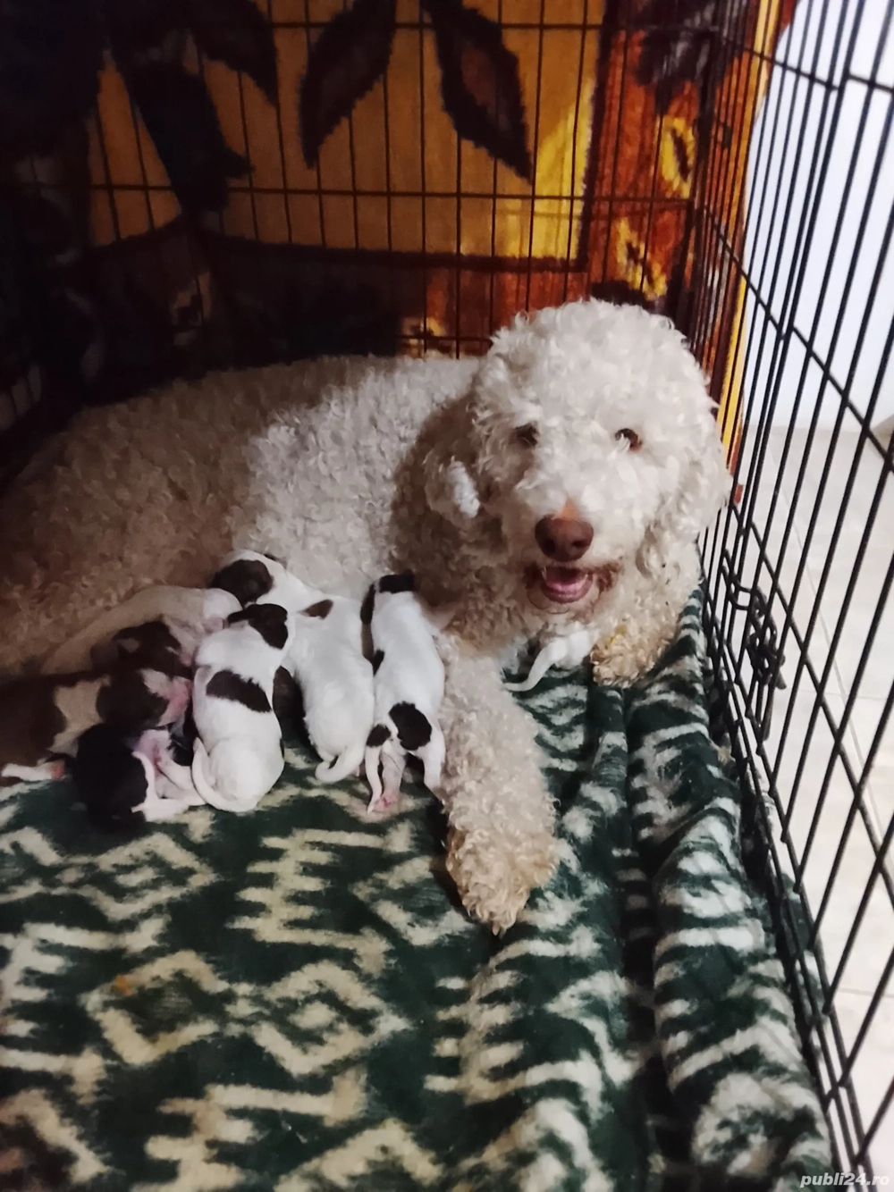 vand pui lagotto romagnolo cu pedigree