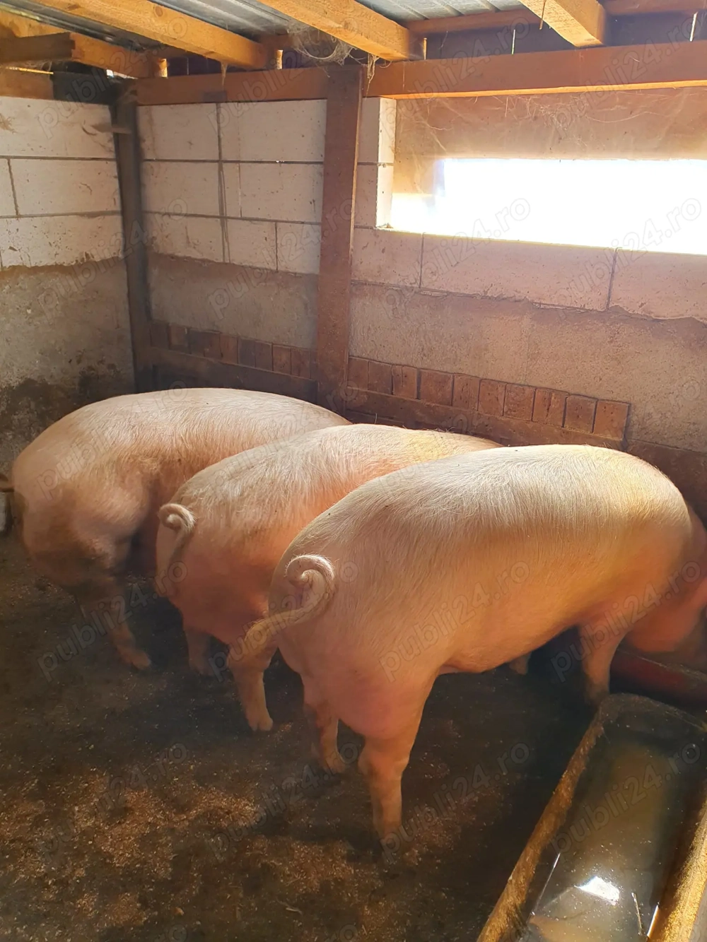 Porci pentru Craciun 100 150 kg