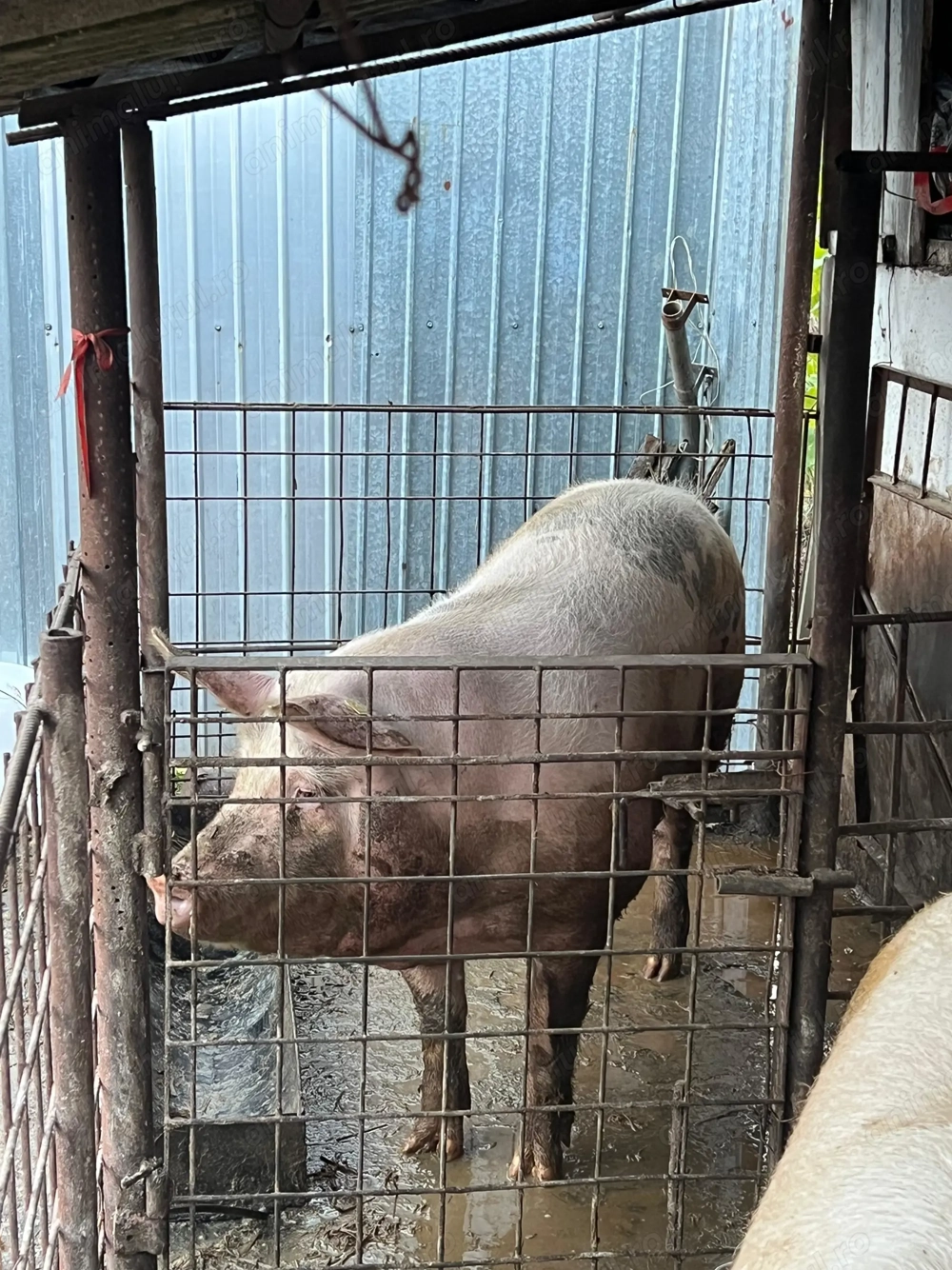 Porci crescuti in gospodarie 