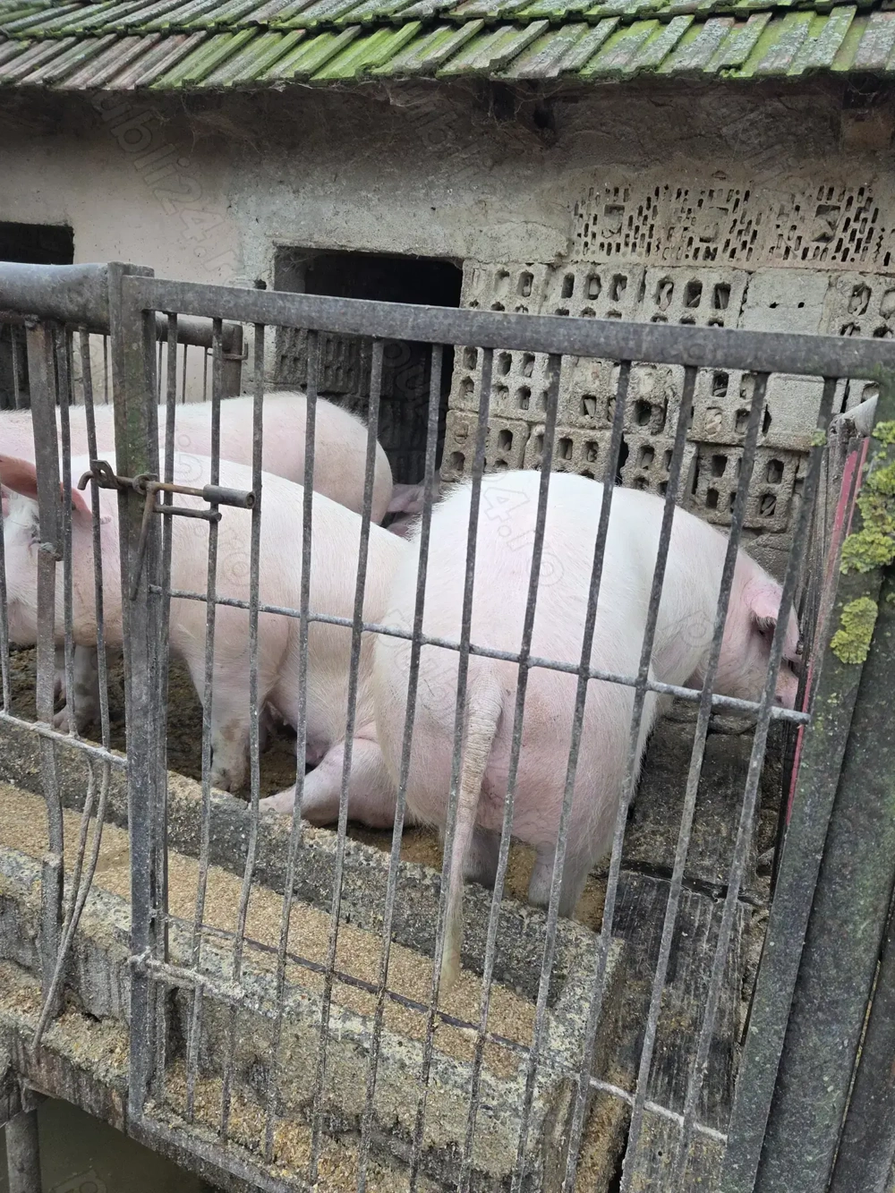 Vand porci crescuți bio 