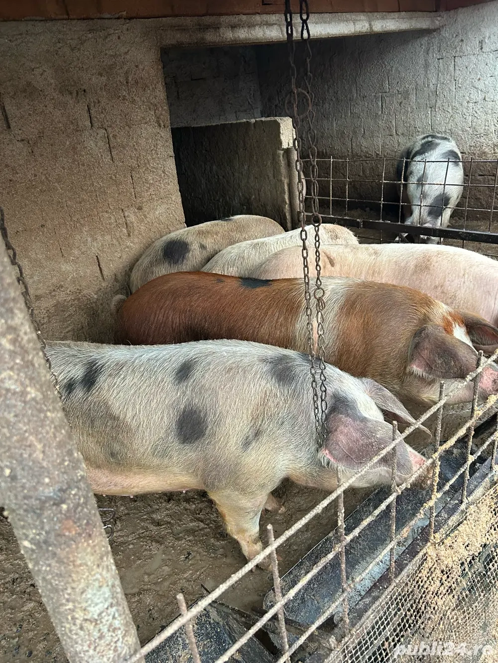 Porci si purcei de vanzare!