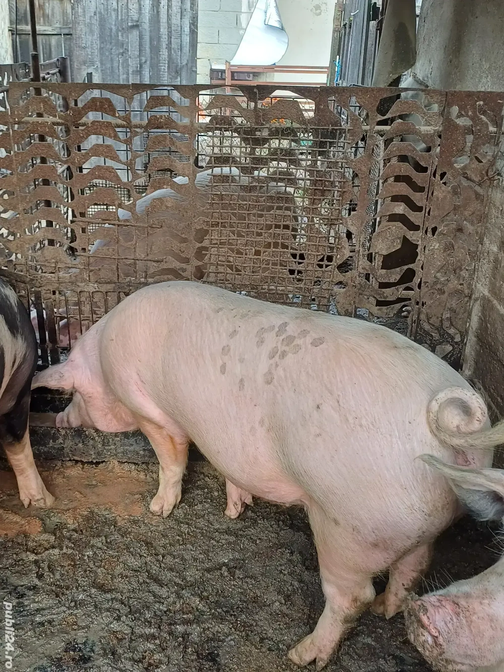 vând 5 porci de țără  crescuți de mine 