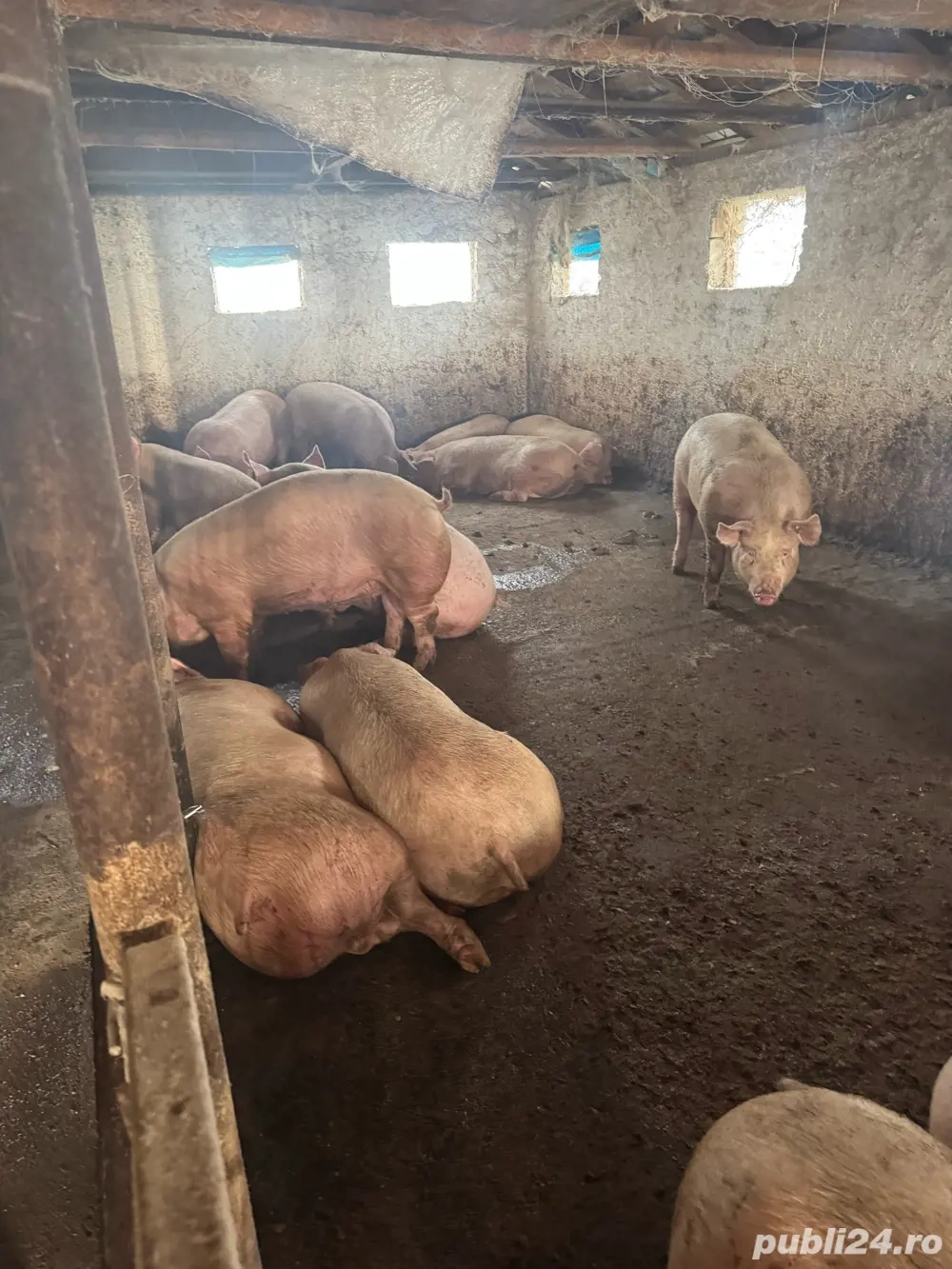 porci crescuti de mine 120kg ultimele 5 bucati 