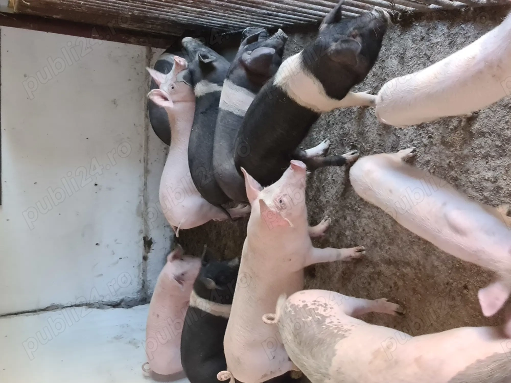 Porci de vânzare 