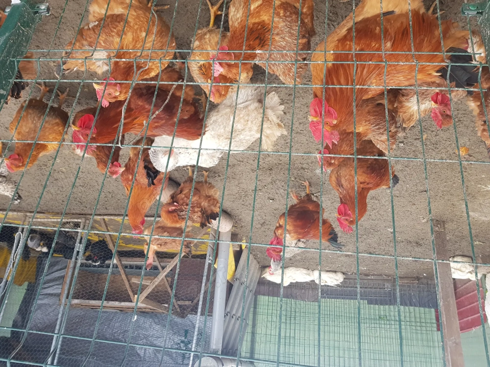 Gaini din primavara de vinzare