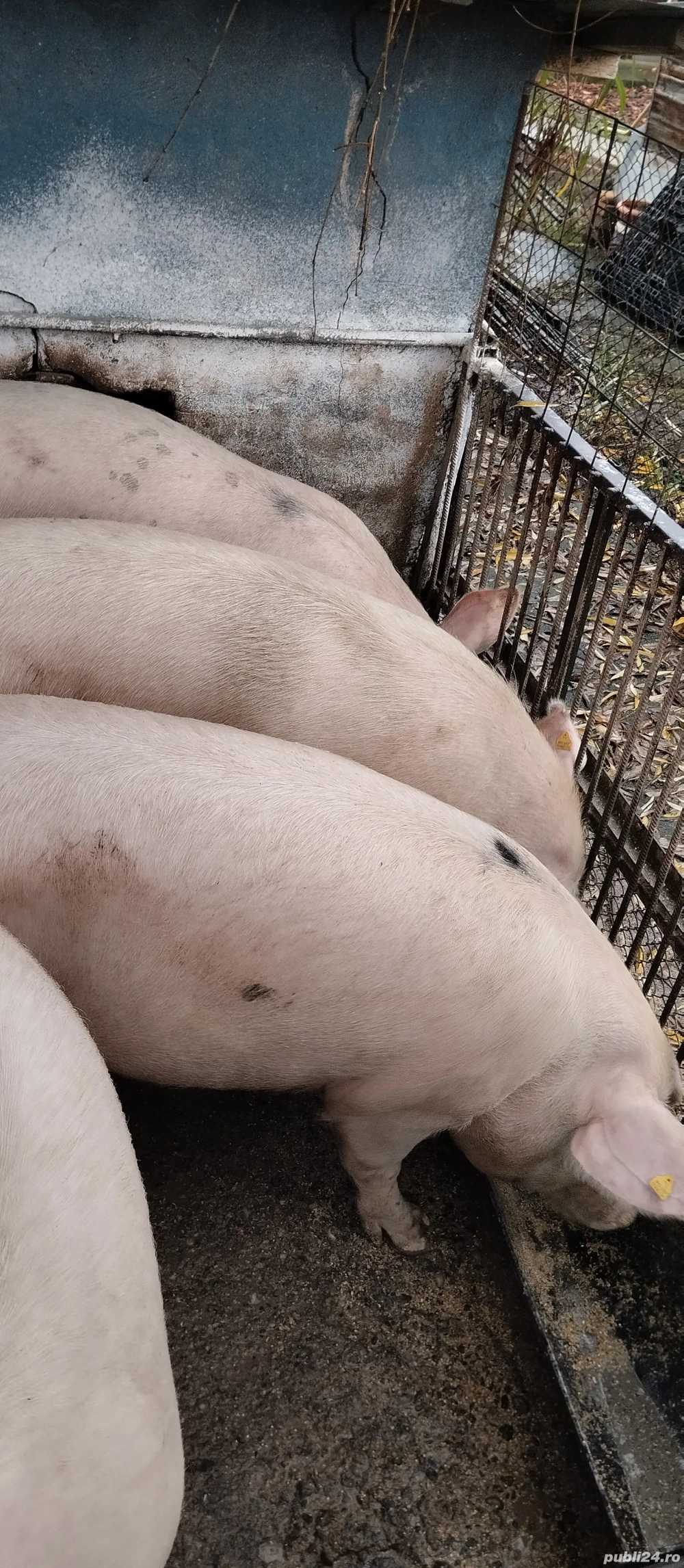 Porci de carne de vânzare 