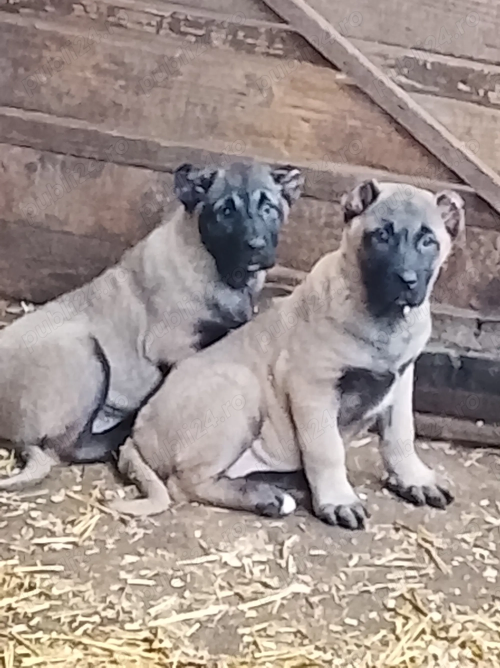 Două fetițe kangal în vârstă de 10 săptămâni 