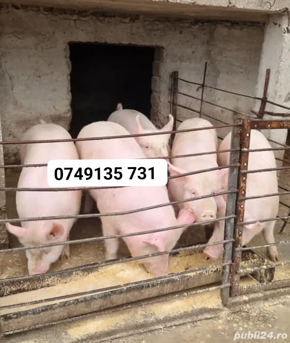 Porci de carne crescuți cu porumb de la 110.kg 120.kg 130.kg 140.150.kg preț.12.lei kg 